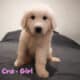 Full Blooded Great Pyrenees – Female (Crayton)