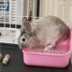 Male Lionhead Rabbit – Ashes
