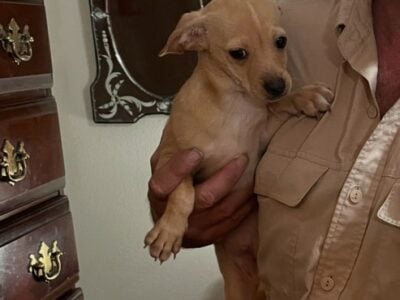 Chihuahua
