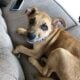 Needs rehoming!