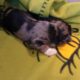 MERLE MORKIES AND YORKIES