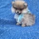 TeaCup and Toy Pomeranian puppies