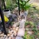 6 week old Kittens