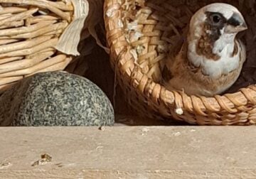 Society Finches