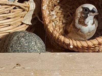 Society Finches