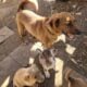 Cute Medium sized Puppies