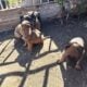 Malinoi puppies