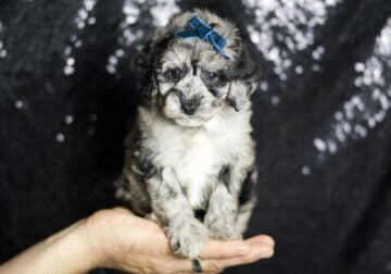 Silver Maltipoo