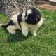 Akc registered Newfoundland puppy