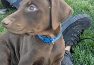 Purebred Doberman puppies