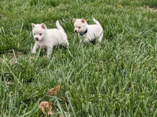 Snowflake and Snowball