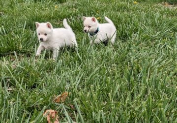 Snowflake and Snowball