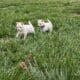 Snowflake and Snowball