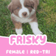AKC Purebred Australian Shepherd Puppies for Sale