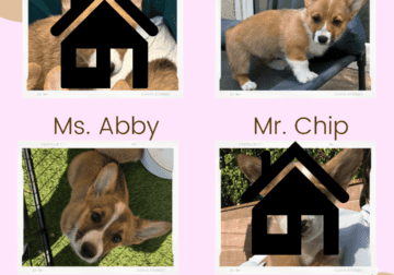 Pembroke Welsh Corgis