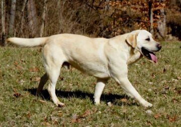 Beautiful AKC Champion Labradors due in 5 weeks