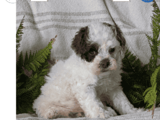 Serena (Cockapoo)