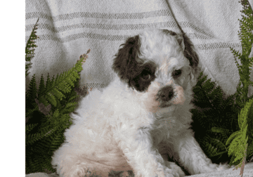 Serena (Cockapoo)