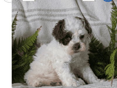 Serena (Cockapoo)