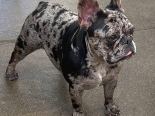 Six french bulldog puppies for sale