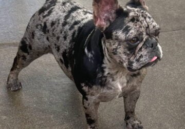 Six french bulldog puppies for sale