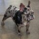 Six french bulldog puppies for sale