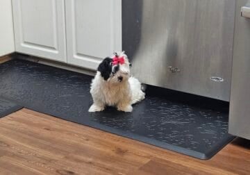 Sweet little puppies looking for their forever hom