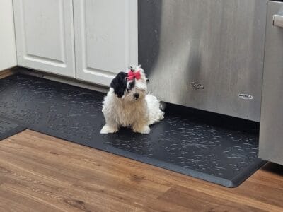 Sweet little puppies looking for their forever hom