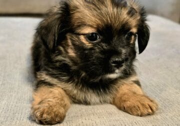 Yorkie / Shih Tzu mix… 3 left!!