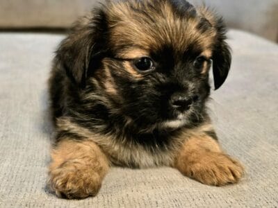 Yorkie / Shih Tzu mix… 3 left!!