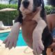 Great dane euro line puppies