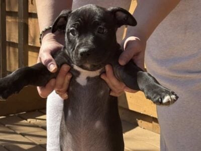 Blue Nose Staffordshire/ Red Nose Gator Head