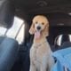 Golden doodle