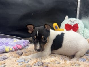 Toy fox terrier