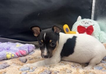 Toy fox terrier