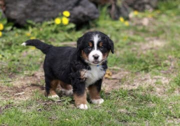 Ruth – AKC Bernese Mountain Dog Female Puppy