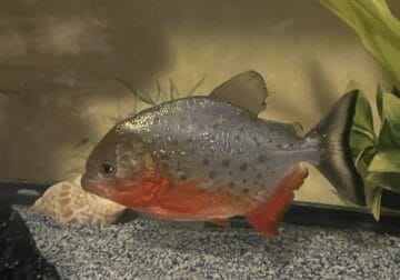 Red bellied Pirahna . 4-5 inches