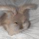 100% English Angora Rabbits