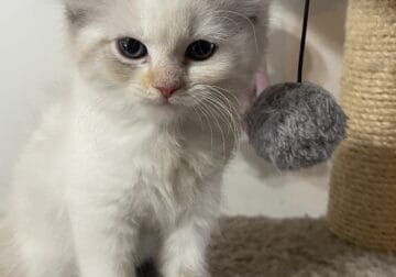Himalayan/Siamese Mix Female Kitten Available Now!