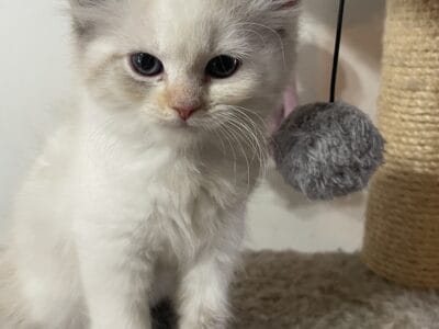 Himalayan/Siamese Mix Female Kitten Available Now!