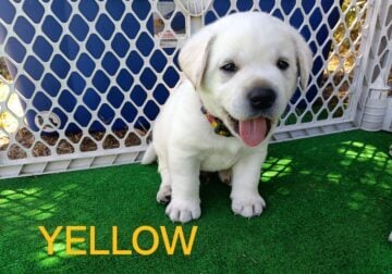 AKC Yellow Labrador Retrievers