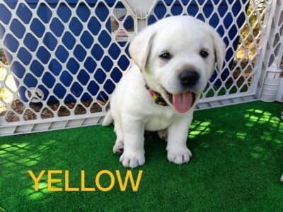 AKC Yellow Labrador Retrievers