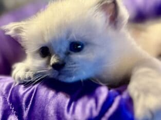 Ragdoll blue point female