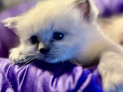 Ragdoll blue point female