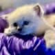 Ragdoll blue point female