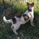 Texas Heeler Pups