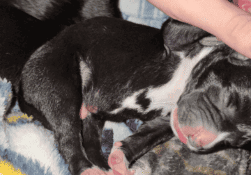 Pups22
