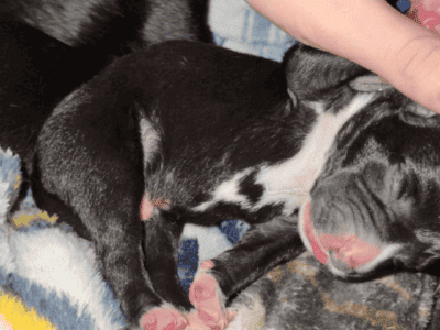Pups22