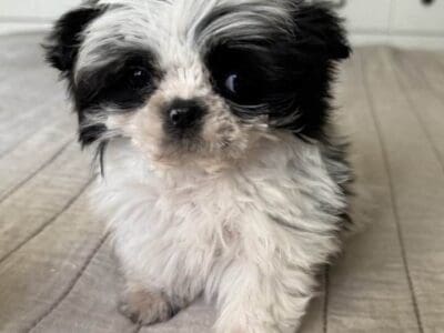 Shih Tzu puppies