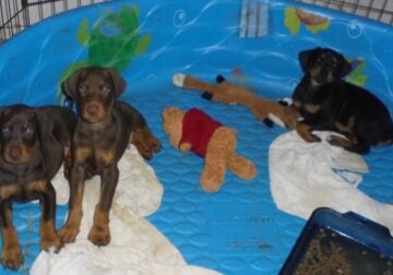 AKC Doberman puppies
